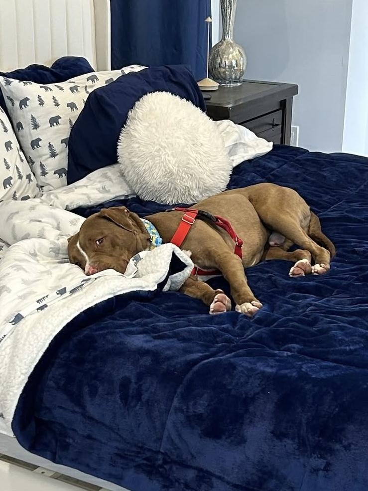 Enlarge Copper, a Adoptable mixed breed in Cleveland, OH image 5/6