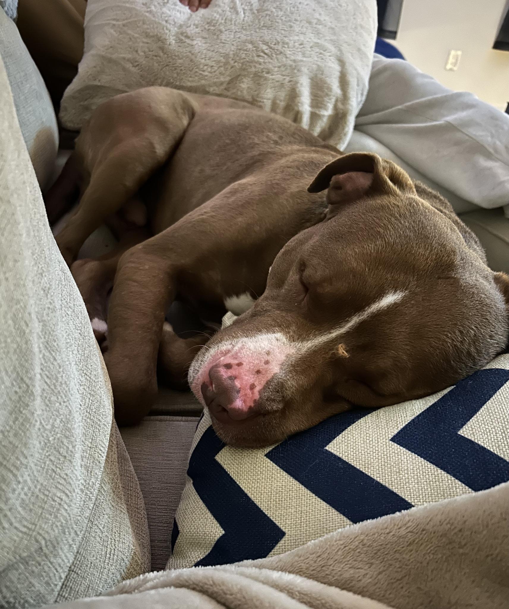 Enlarge Copper, a Adoptable mixed breed in Cleveland, OH image 4/6