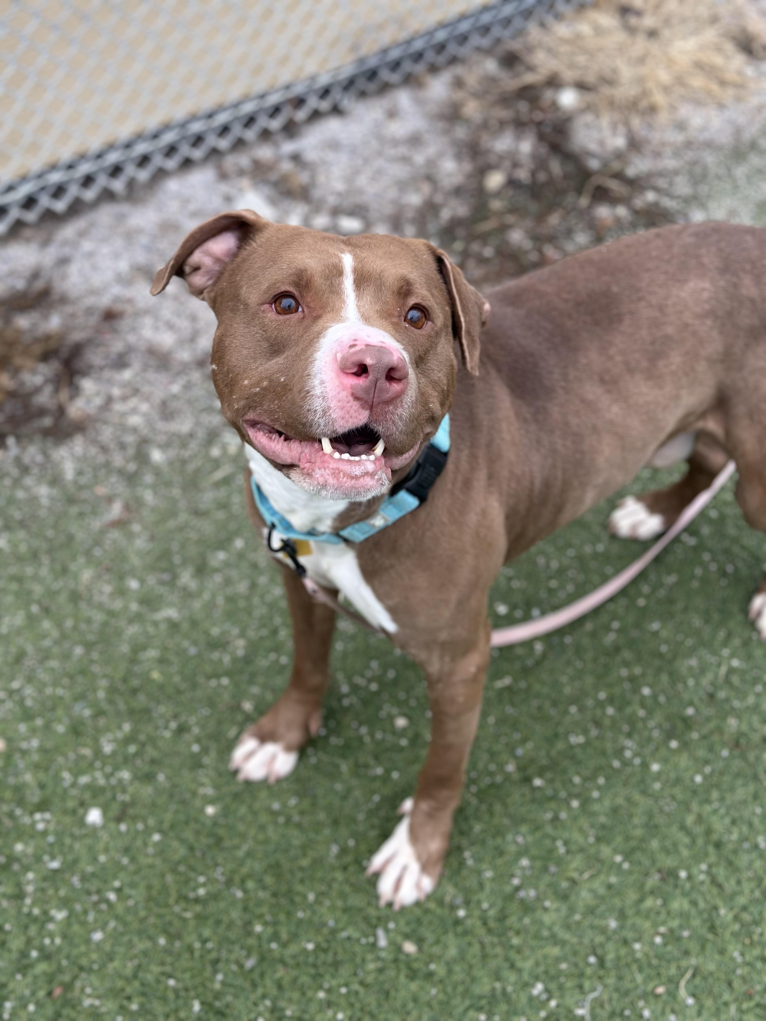 Copper, Adoptable, Adult Male Pit Bull Terrier.