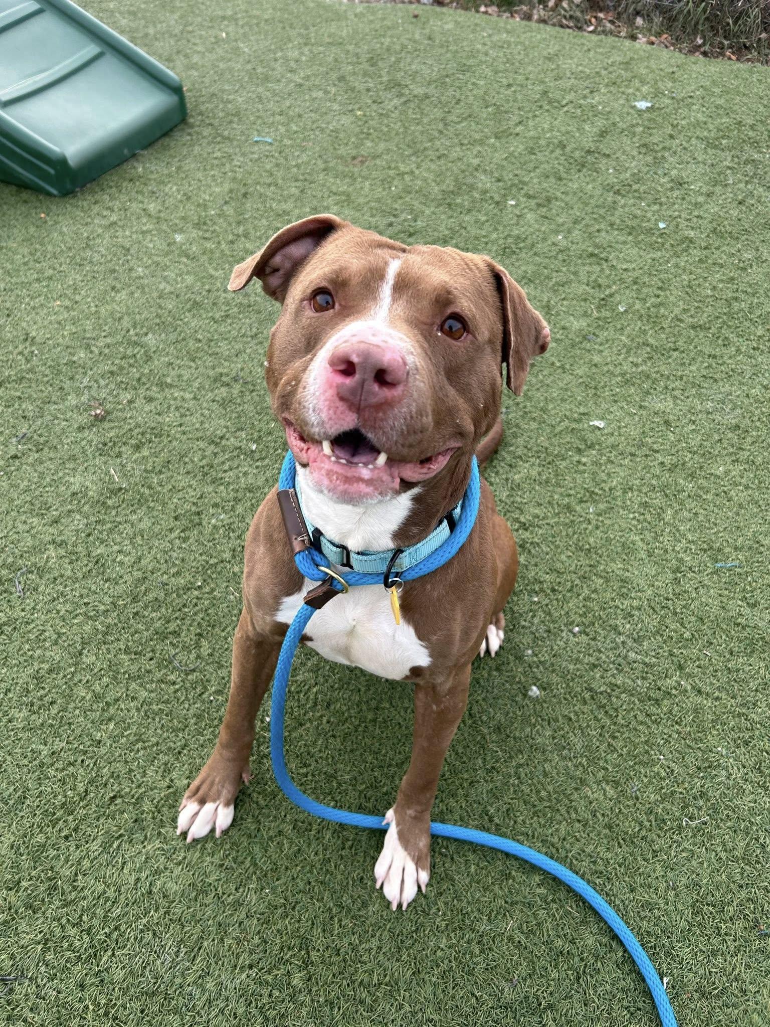 Enlarge Copper, a Adoptable mixed breed in Cleveland, OH image 2/6