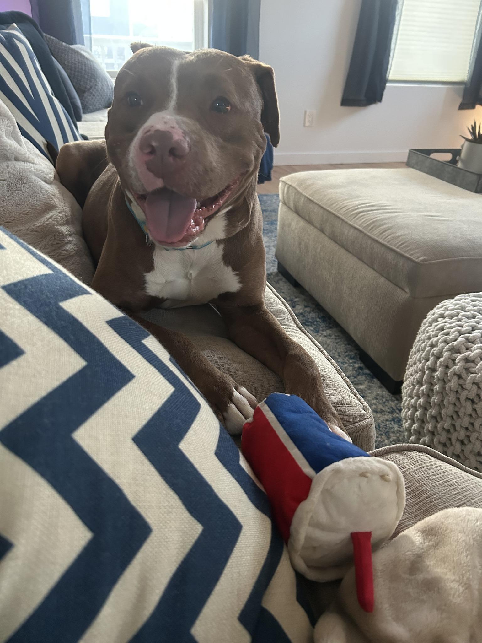 Enlarge Copper, a Adoptable mixed breed in Cleveland, OH image 6/6