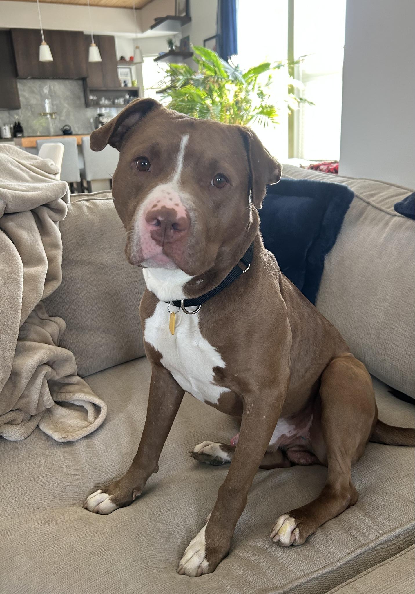 Enlarge Copper, an adopted mixed breed in Cleveland, OH image 1/6