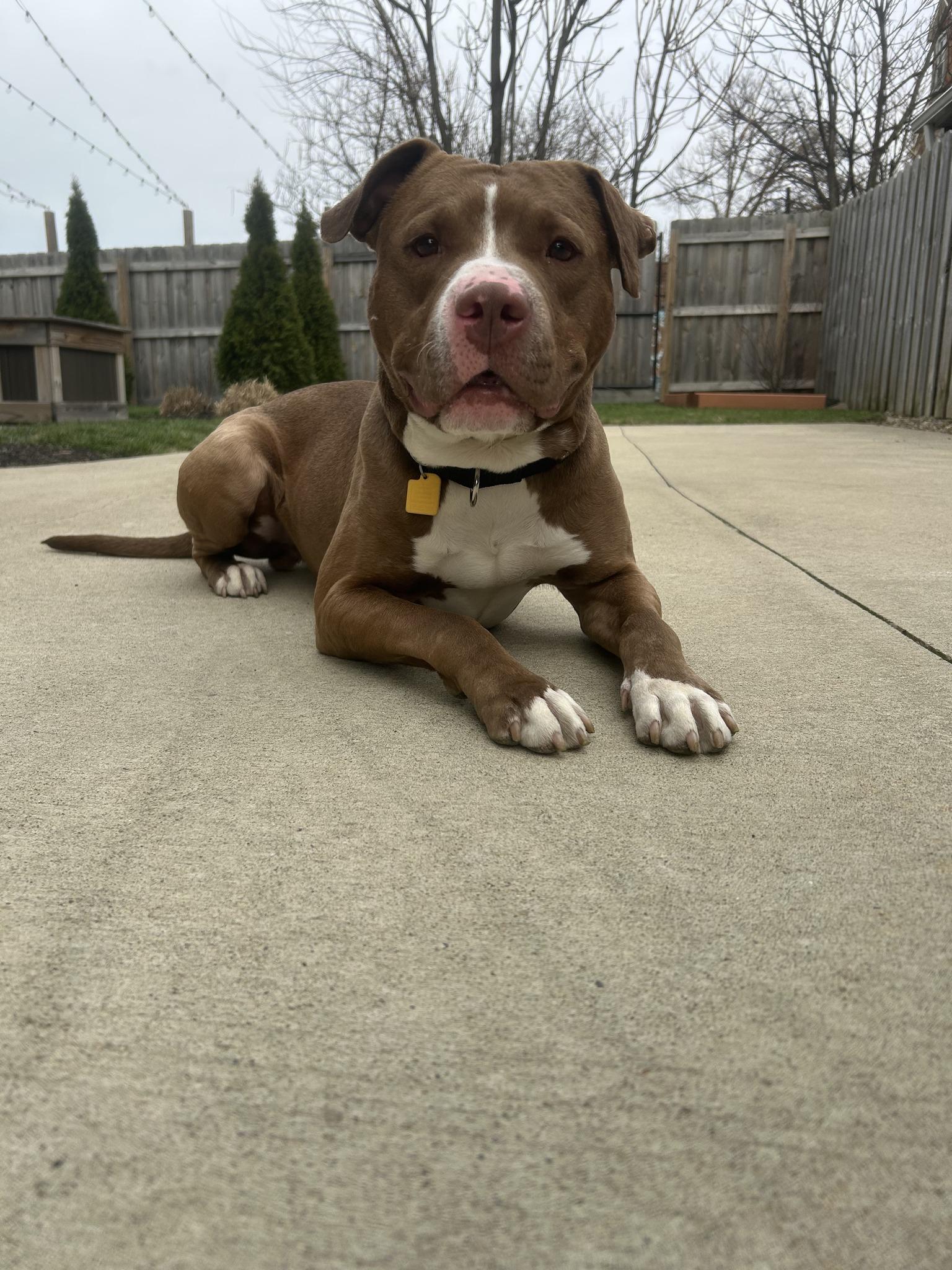 Enlarge Copper, an adopted mixed breed in Cleveland, OH image 6/6