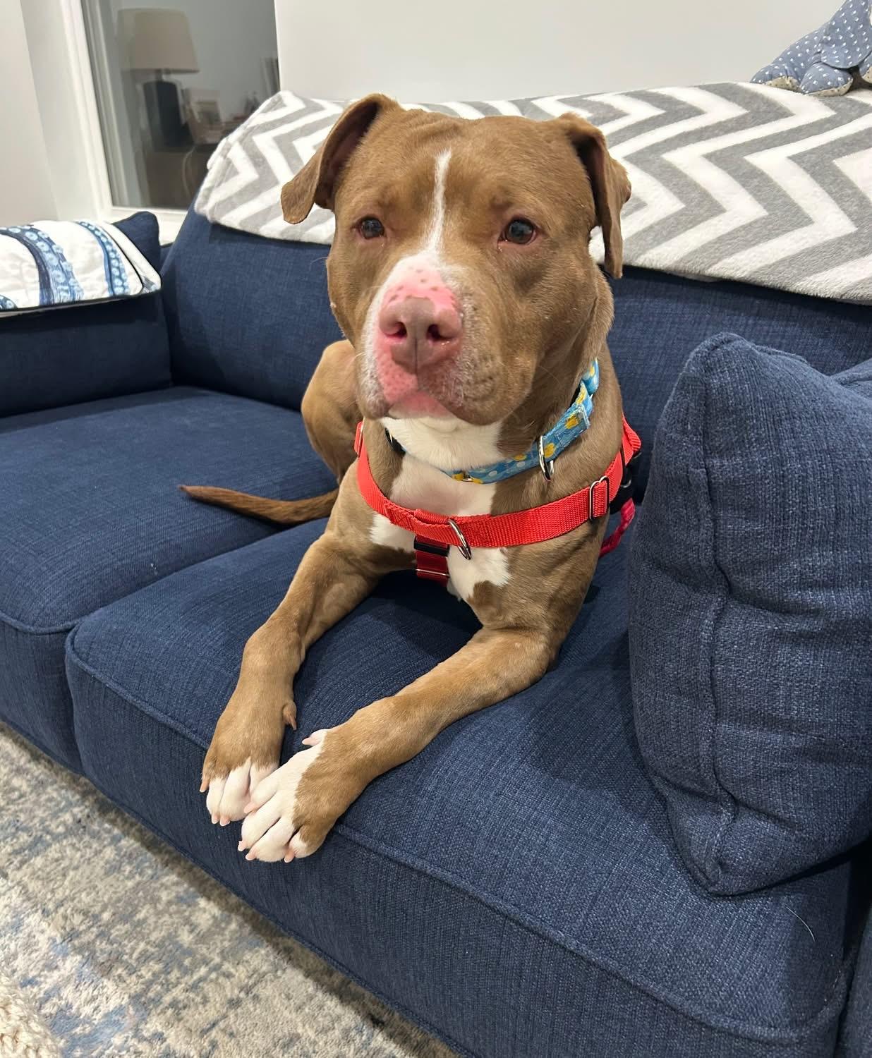 Enlarge Copper, a Adoptable mixed breed in Cleveland, OH image 6/6