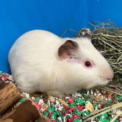 Peas, Adoptable, Adult Female Guinea Pig & Guinea Pig.