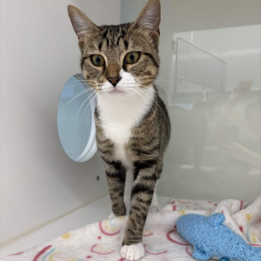 Enlarge Cookie, a Adoptable Domestic Short Hair in Beaumont, TX image 1/4