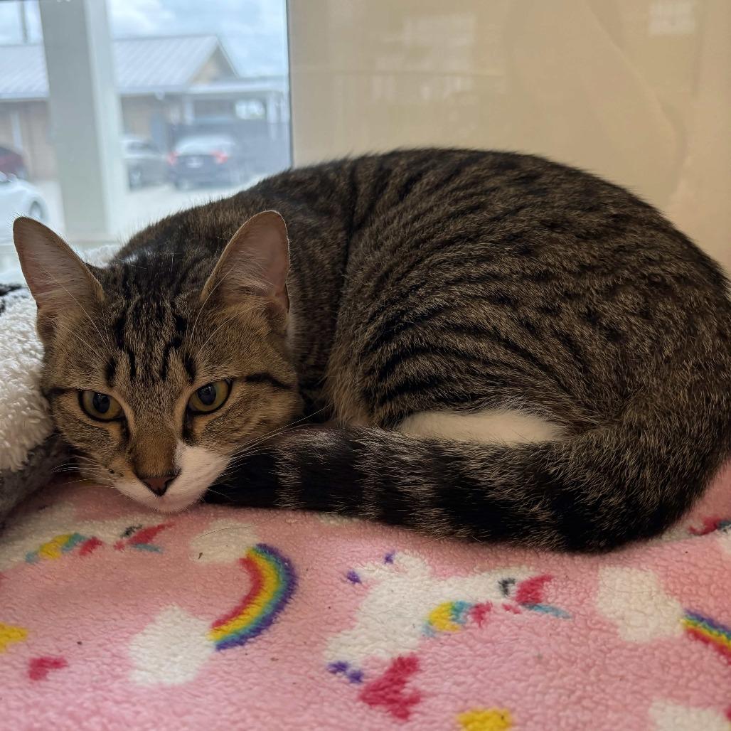 Enlarge Cookie, a Adoptable Domestic Short Hair in Beaumont, TX image 2/4