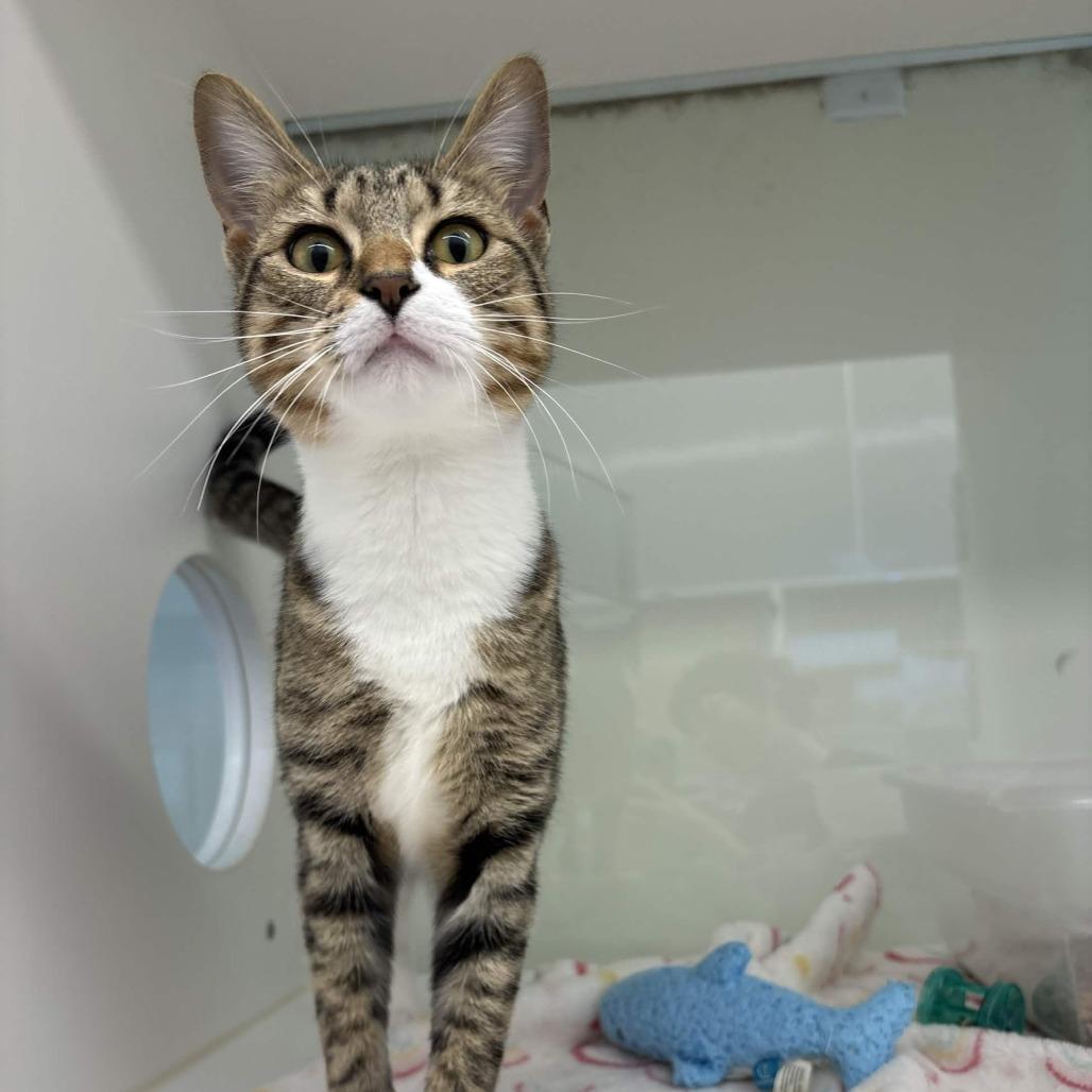 Enlarge Cookie, a Adoptable Domestic Short Hair in Beaumont, TX image 3/4
