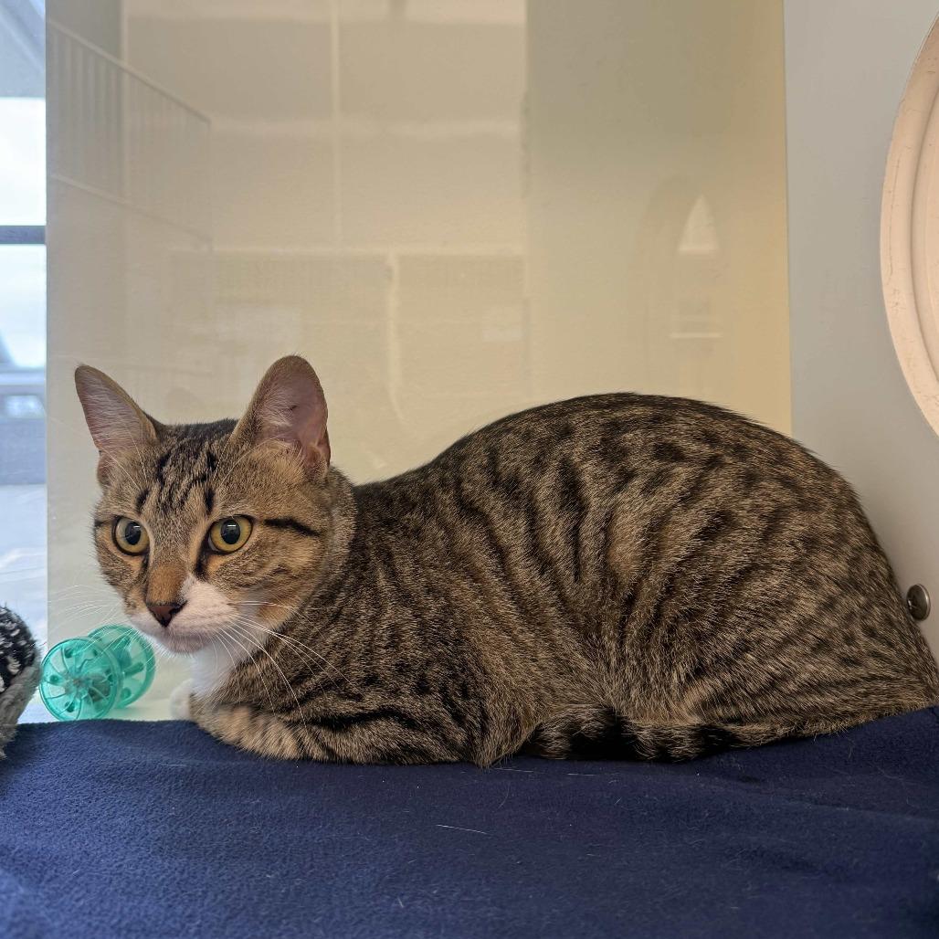 Enlarge Cookie, a Adoptable Domestic Short Hair in Beaumont, TX image 4/4