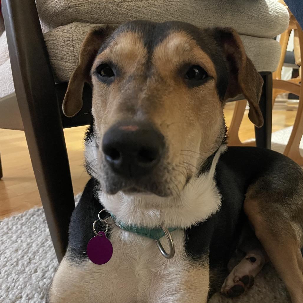 Chloe, Adoptable, Adult Female Hound & Mixed Breed.