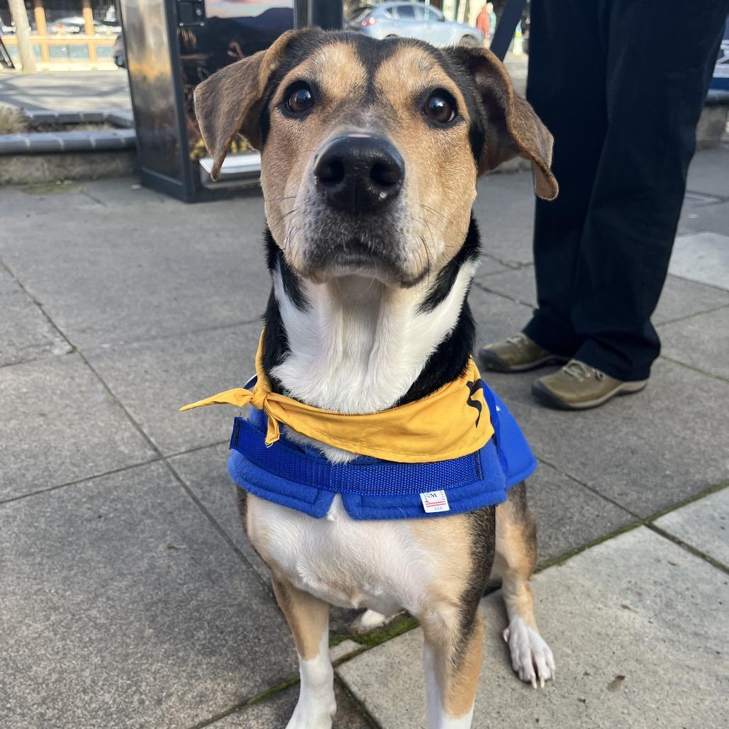 Chloe, Adoptable, Adult Female Hound & Mixed Breed.