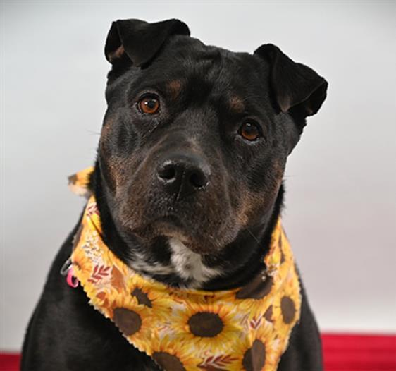 Enlarge BABE, a Adoptable Shar-Pei in Loveland, CO image 1/1