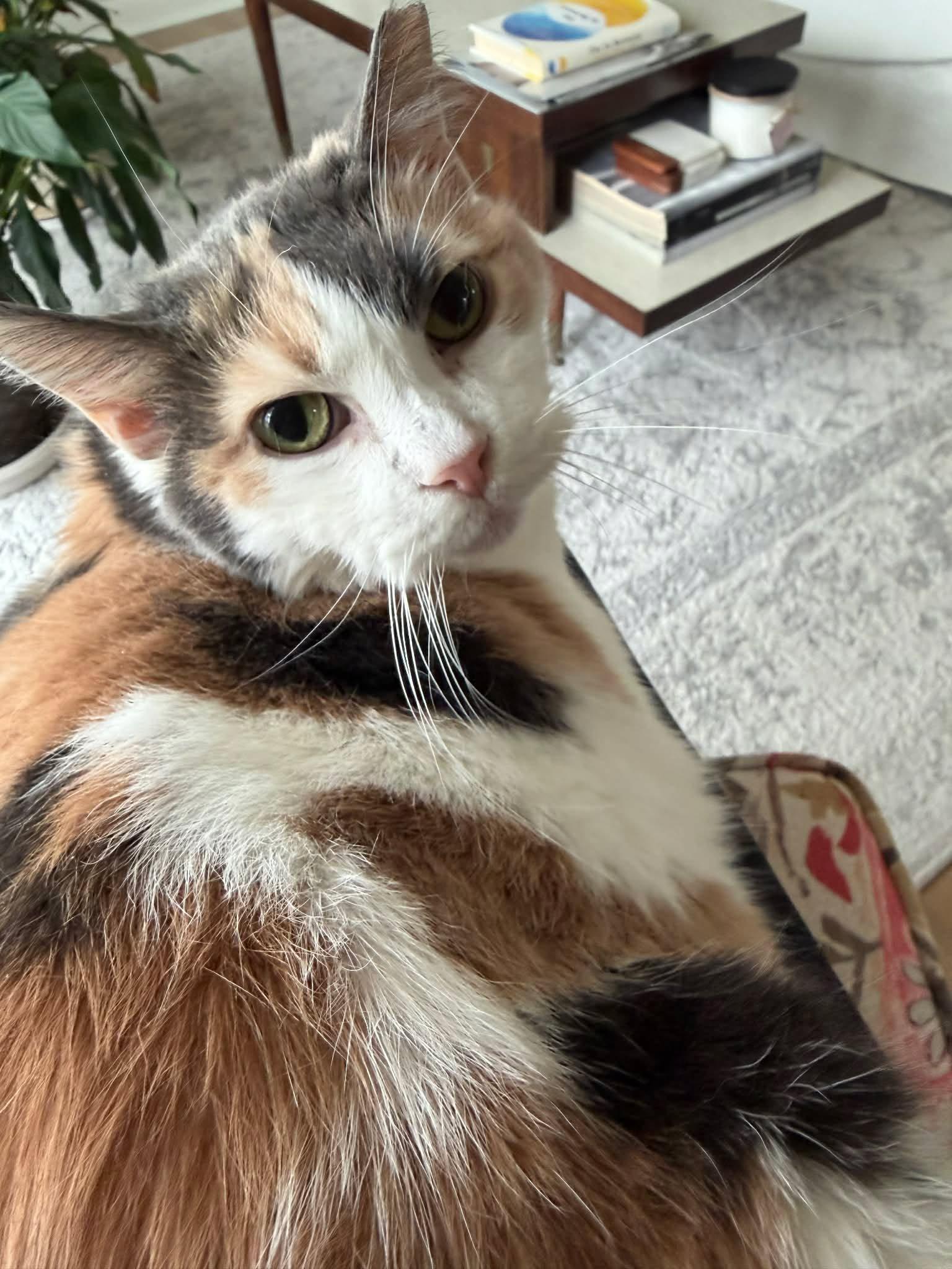 Margie, ADOPTABLE, Senior Female Manx & Domestic Short Hair.