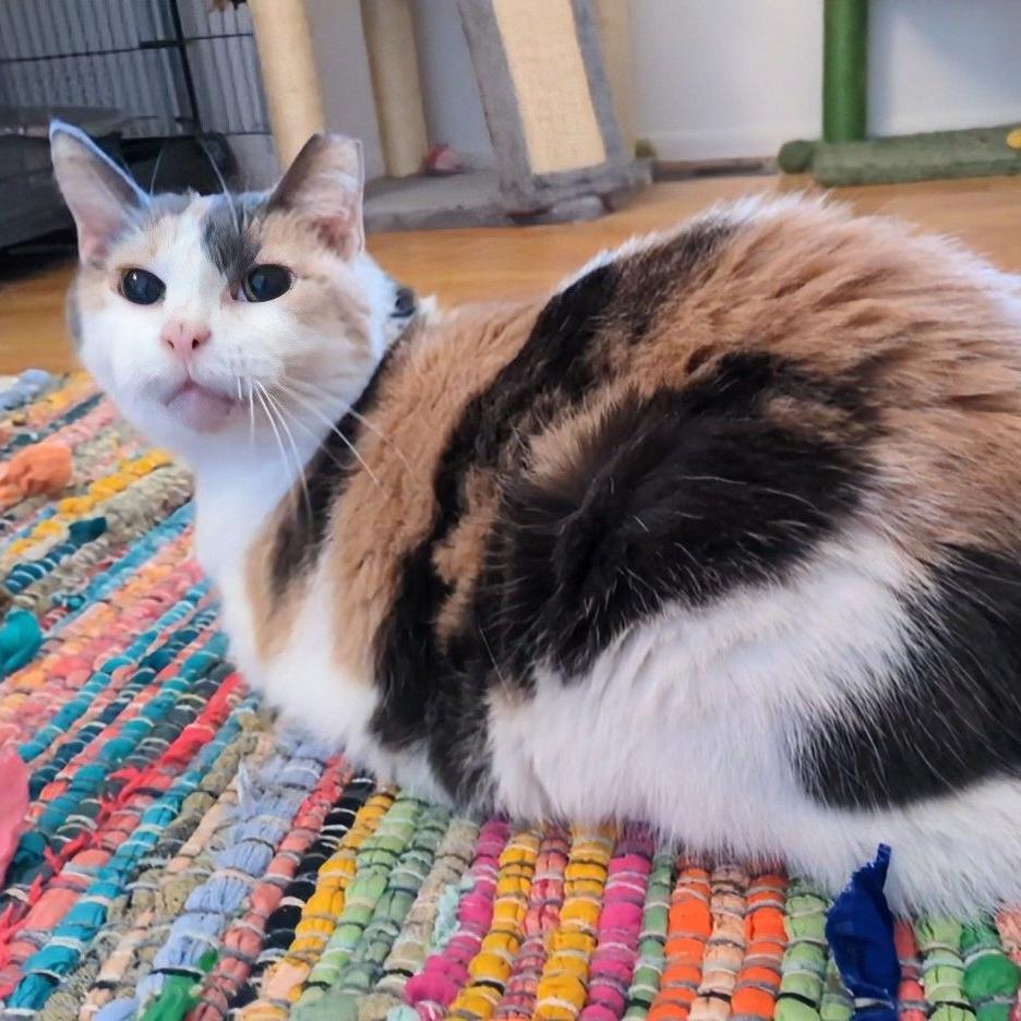 Enlarge Margie, a ADOPTABLE mixed breed in Royal Oak, MI image 3/6