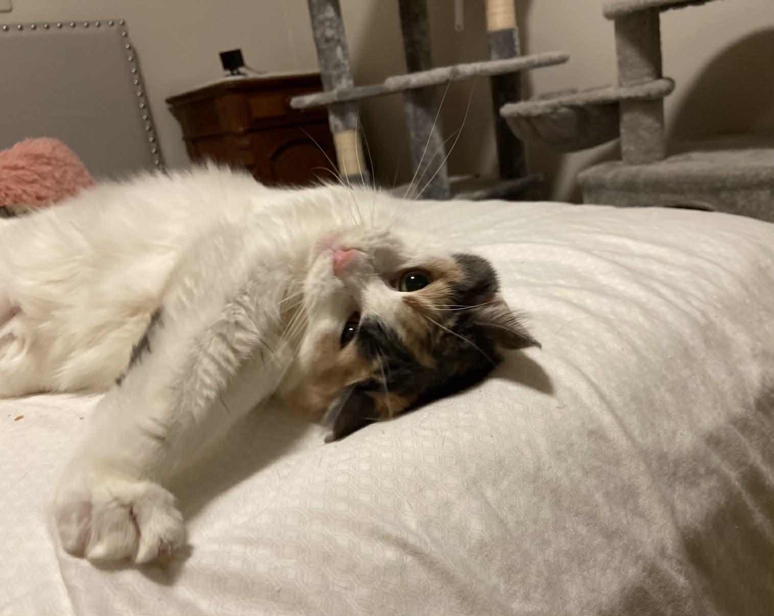 Enlarge Margie, a ADOPTABLE mixed breed in Royal Oak, MI image 4/6