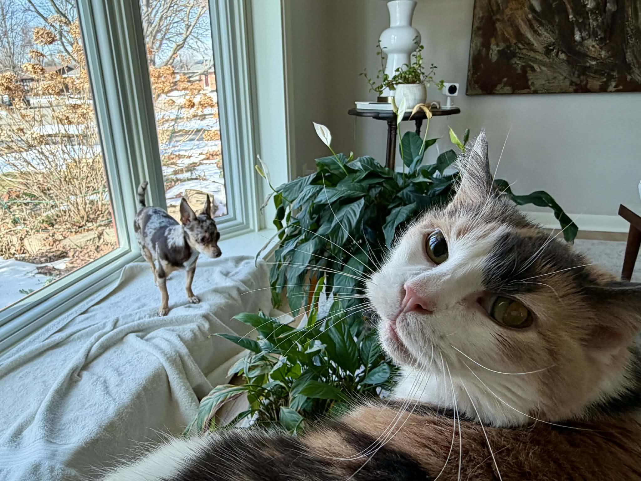 Enlarge Margie, a ADOPTABLE mixed breed in Royal Oak, MI image 2/6