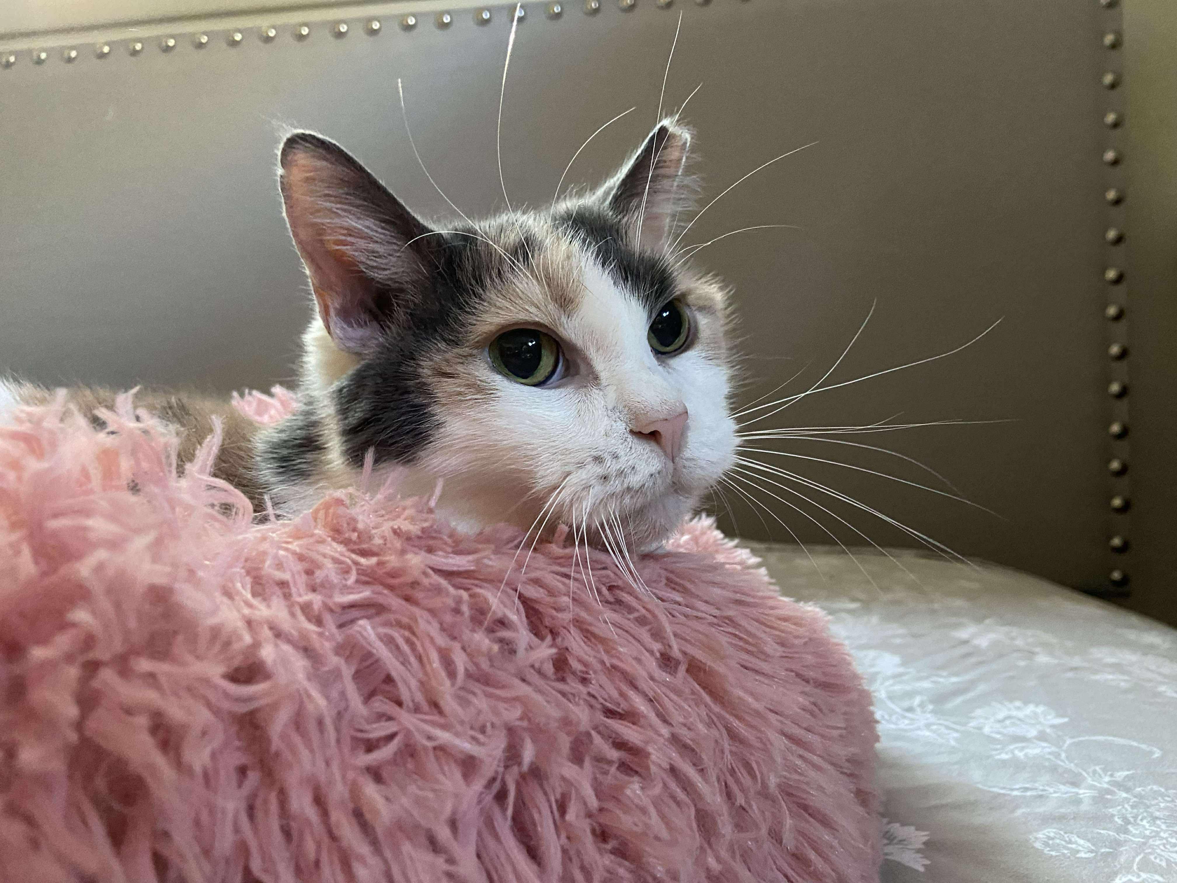 Enlarge Margie, a ADOPTABLE mixed breed in Royal Oak, MI image 5/6