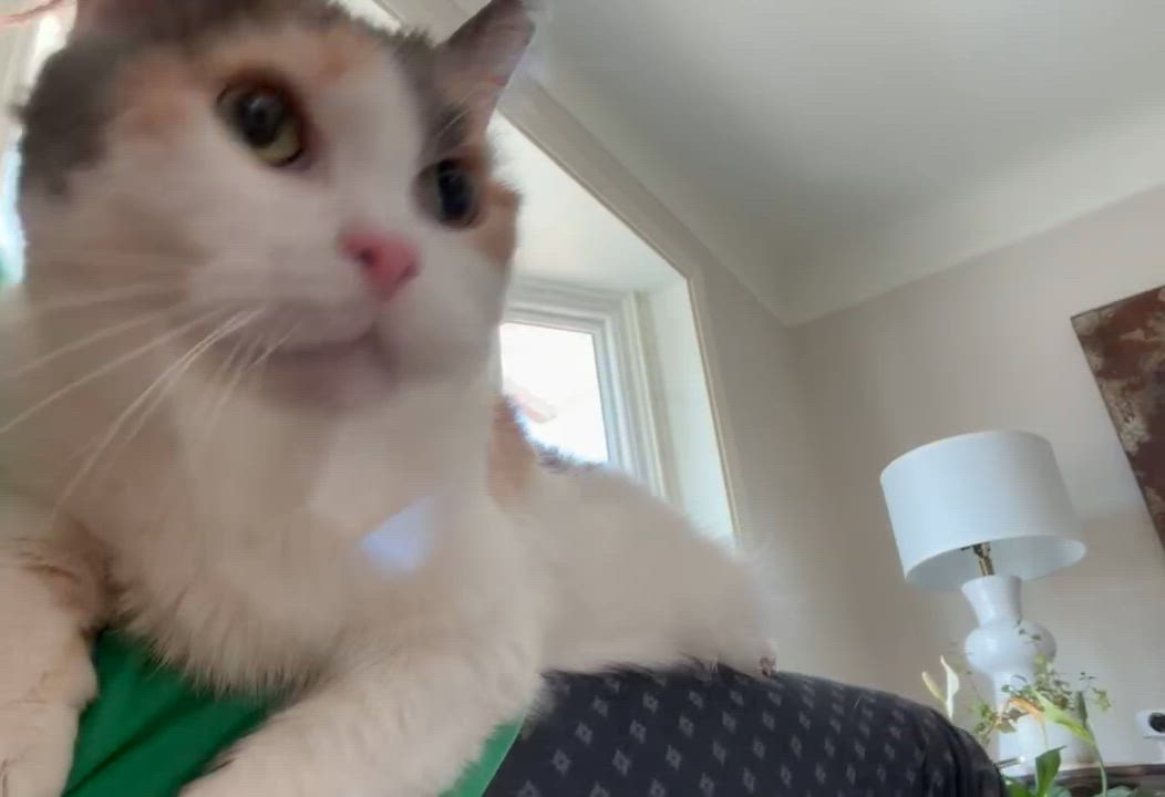 Enlarge Margie, a ADOPTABLE mixed breed in Royal Oak, MI video 6/6