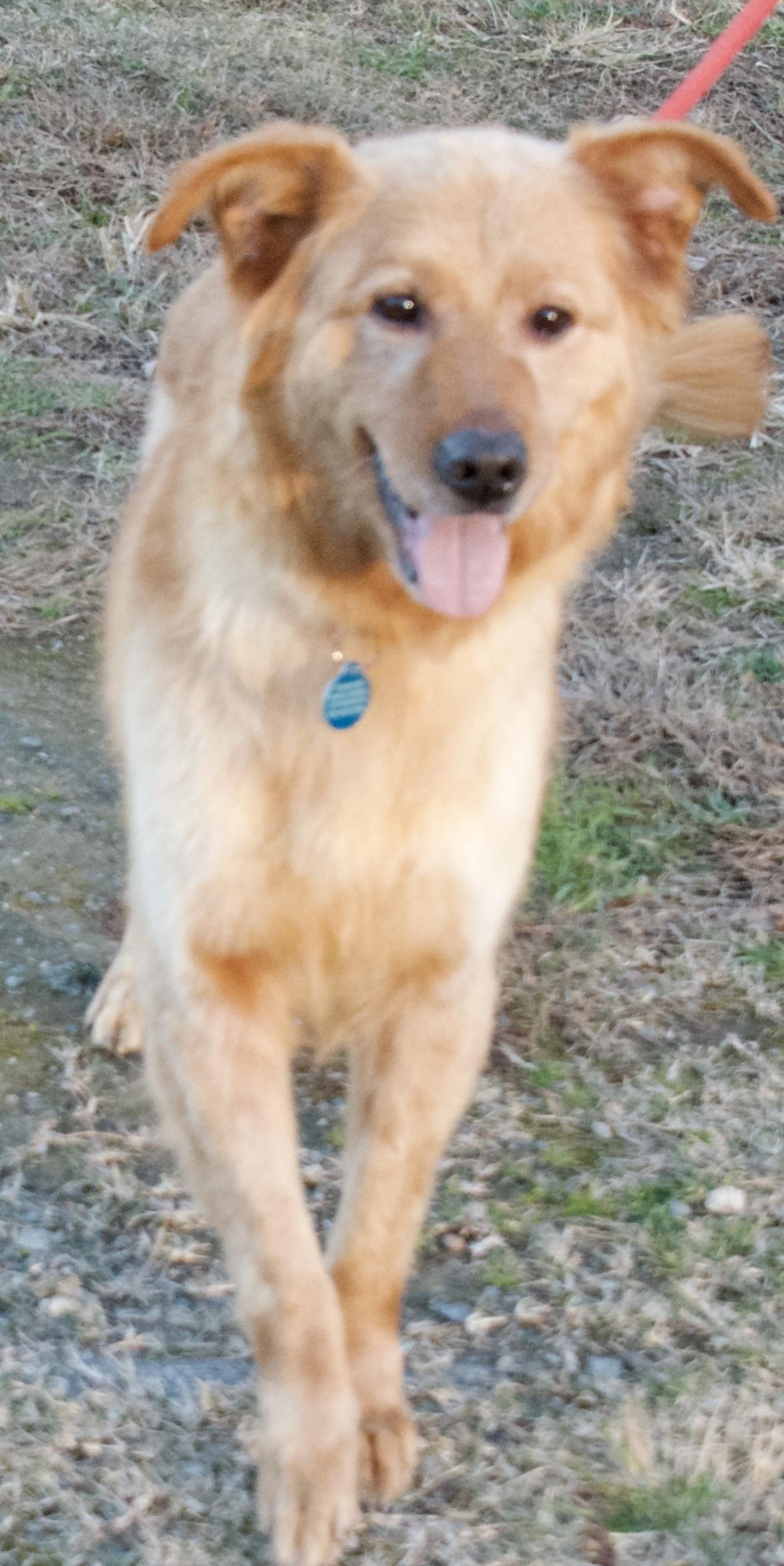 Enlarge Pariah, a ADOPTABLE Golden Retriever in Gloucester, VA image 3/6