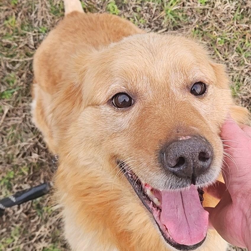 Enlarge Pariah, a ADOPTABLE Golden Retriever in Gloucester, VA image 1/6