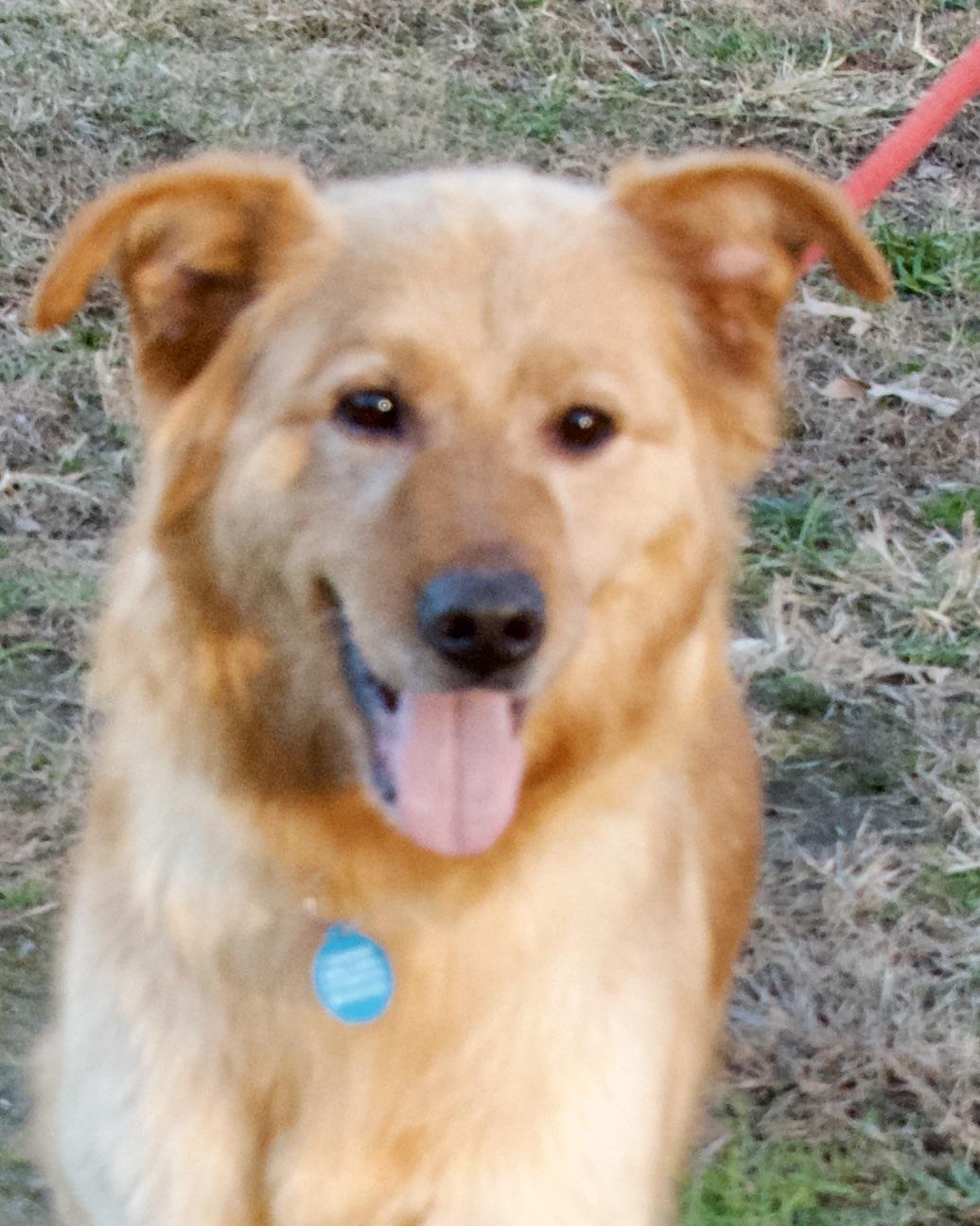 Enlarge Pariah, a ADOPTABLE Golden Retriever in Gloucester, VA image 5/6