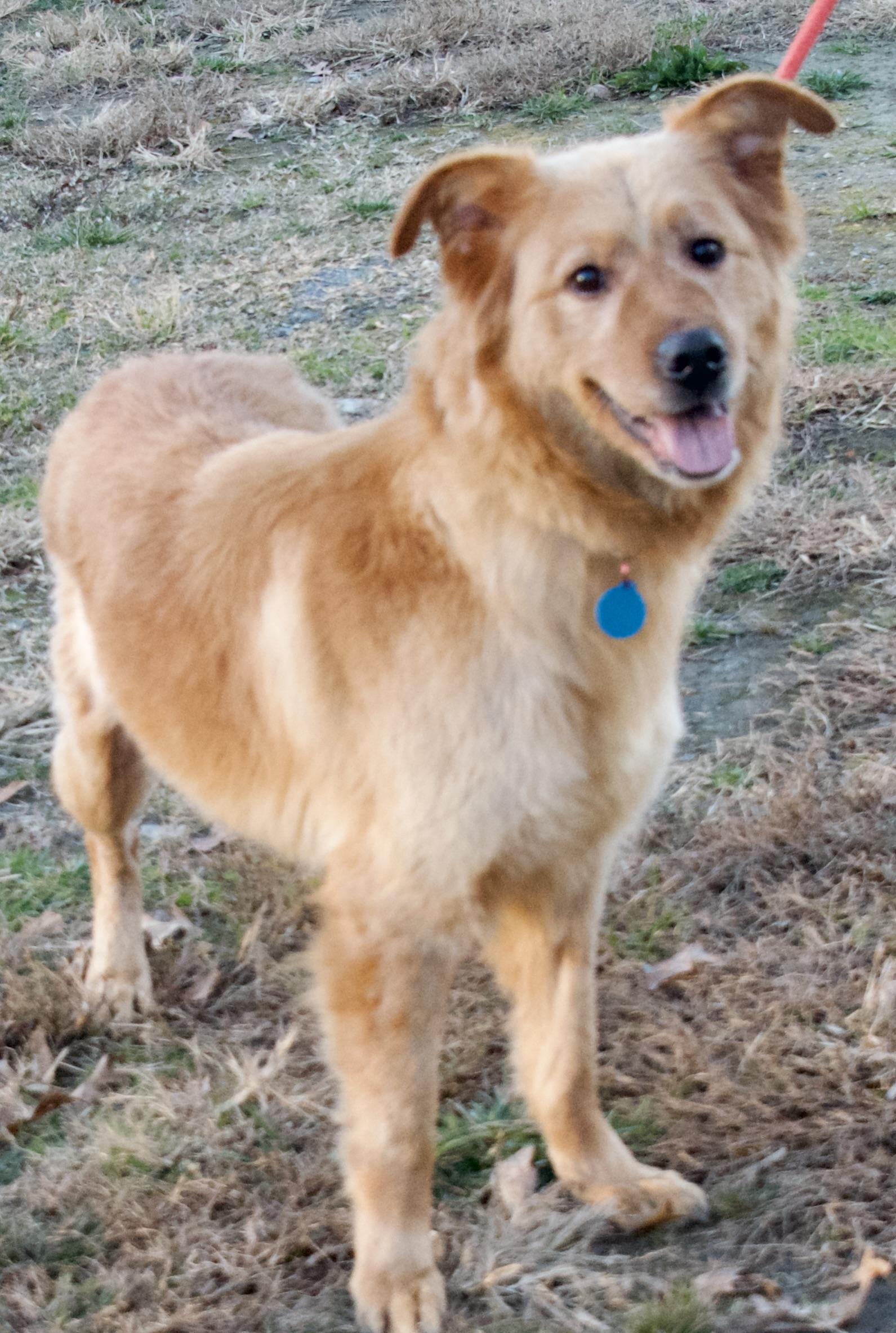 Enlarge Pariah, a ADOPTABLE Golden Retriever in Gloucester, VA image 6/6