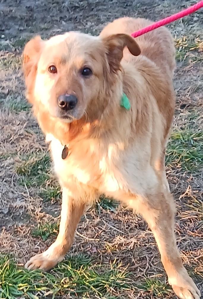 Enlarge Pariah, a ADOPTABLE Golden Retriever in Gloucester, VA image 2/6