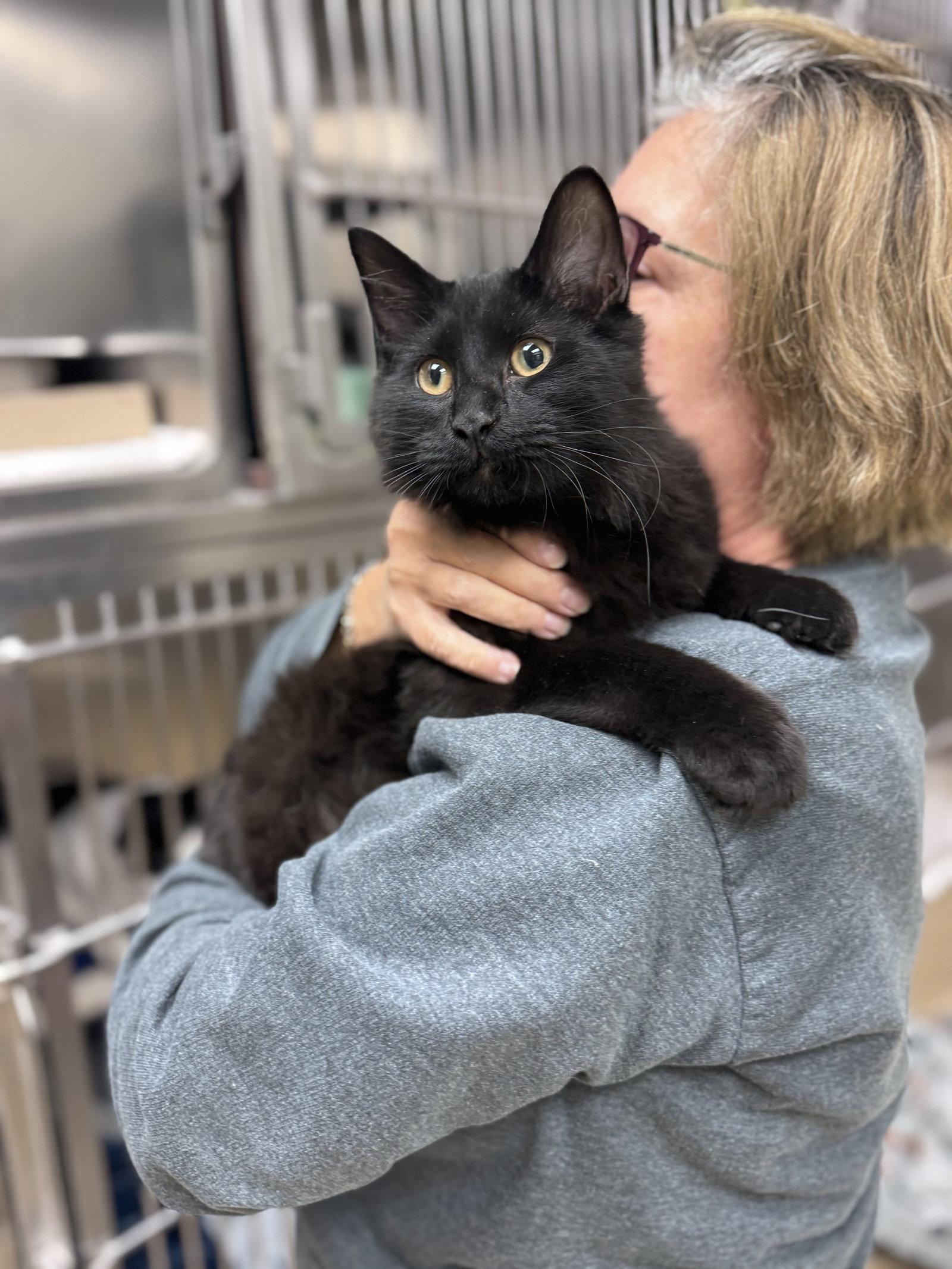 Enlarge Remmy - Pending, a Adoptable Domestic Medium Hair in Brick, NJ image 1/1
