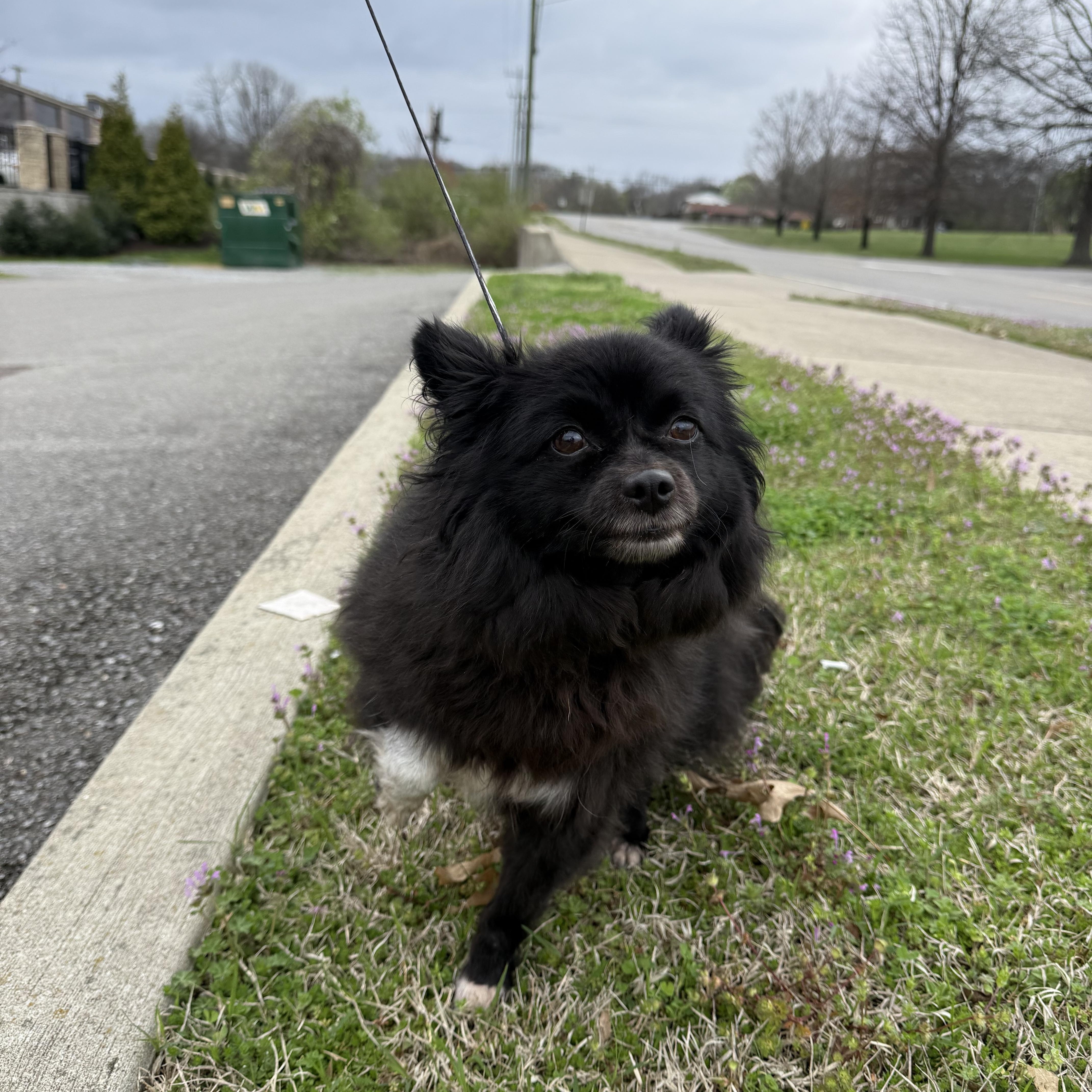Nola , ADOPTABLE, Senior Female Pomeranian.