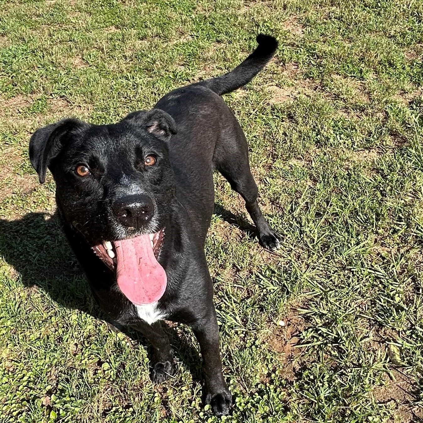 Benson, Adult Male Labrador Retriever