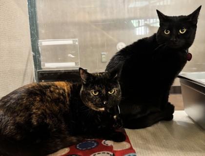 Daisy- BONDED TO DONNA, Adoptable, Adult Female Domestic Short Hair.