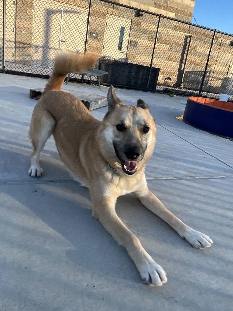 Ducky, Adoptable, Adult Male Akita & German Shepherd Dog.
