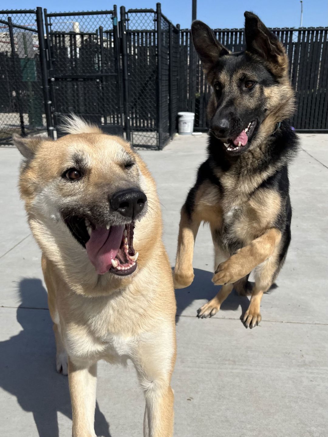 Enlarge Ducky, a Adoptable mixed breed in San Francisco, CA image 4/4