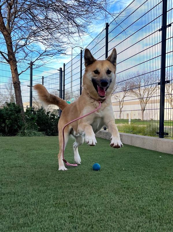 Enlarge Ducky, a Adoptable mixed breed in San Francisco, CA image 2/4