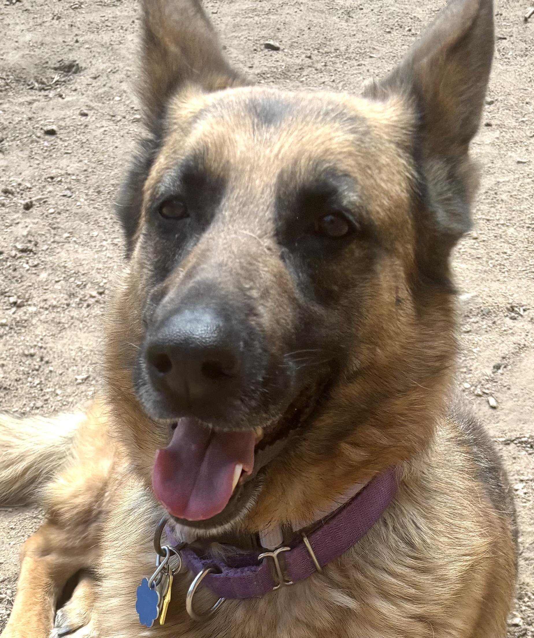 Breeze, Adopted, Adult Female German Shepherd Dog.