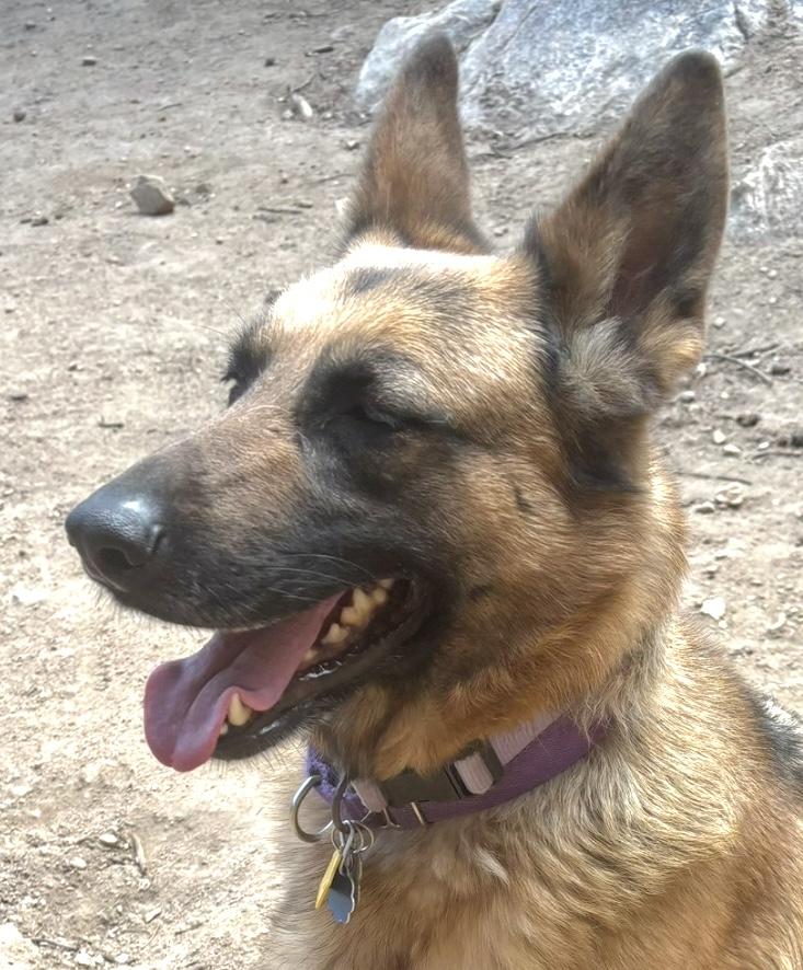 Enlarge Breeze, a Adopted German Shepherd Dog in Lakewood, CO image 2/5