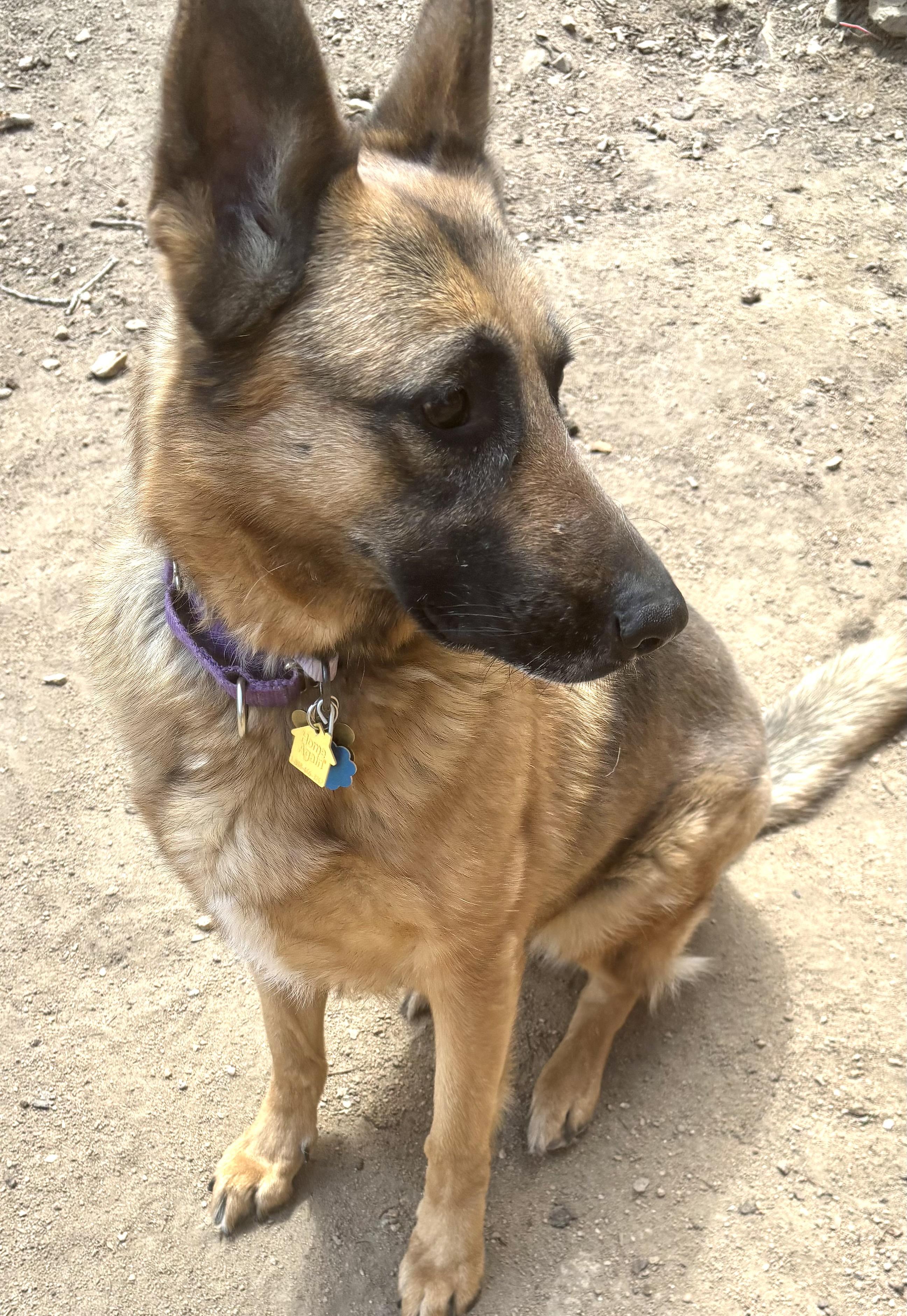 Enlarge Breeze, a Adopted German Shepherd Dog in Lakewood, CO image 3/5