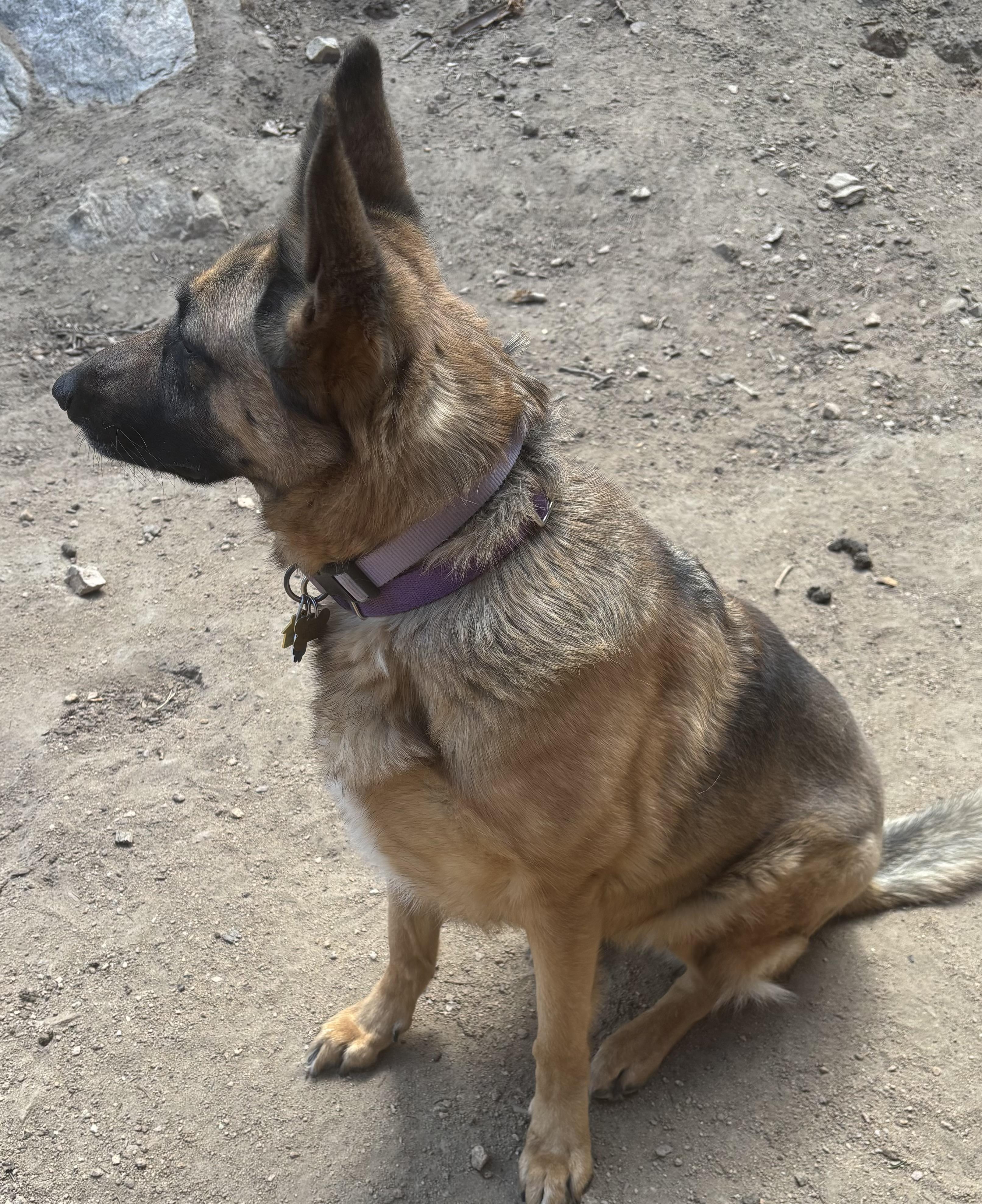 Enlarge Breeze, a Adopted German Shepherd Dog in Lakewood, CO image 4/5