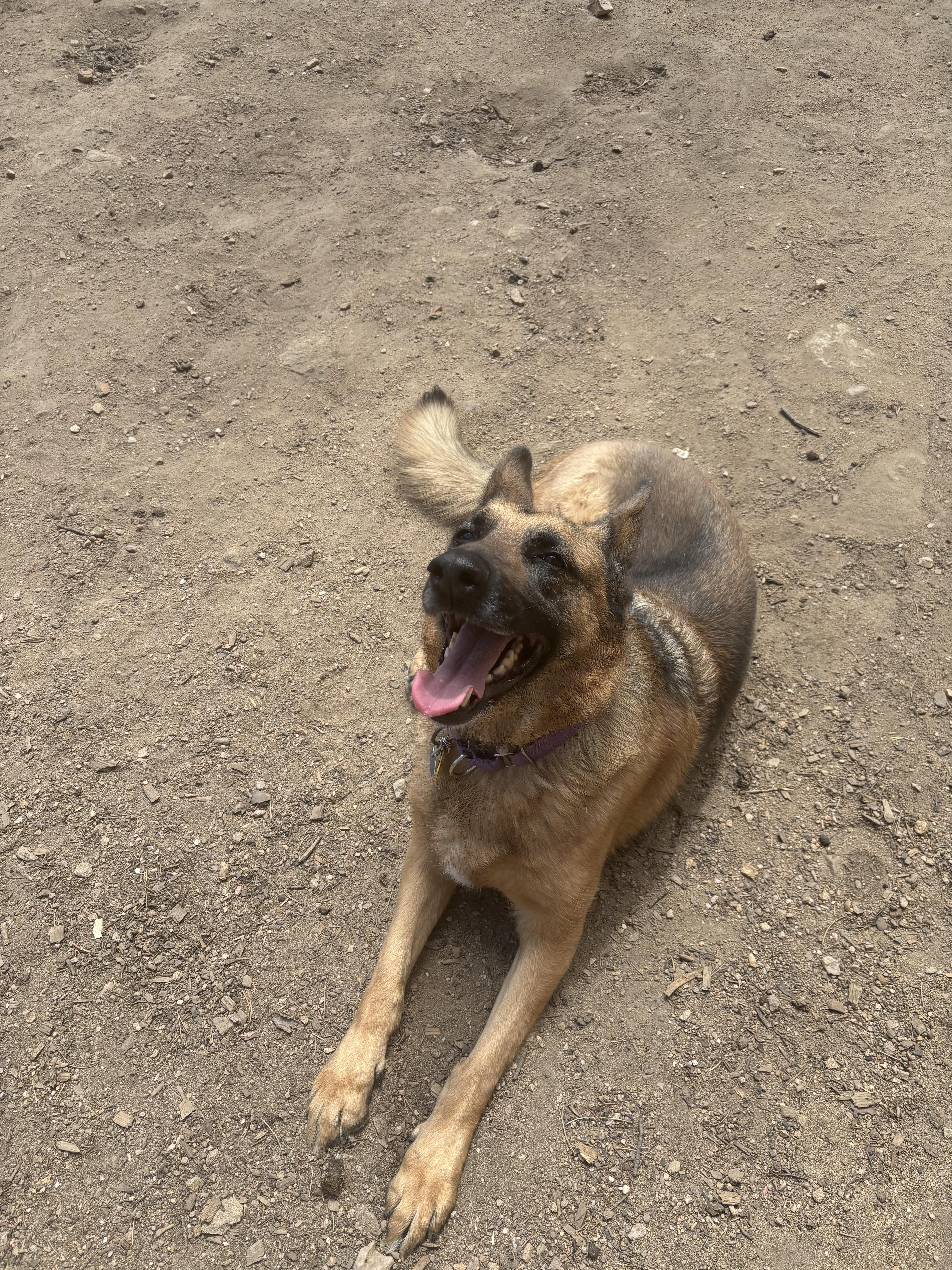 Enlarge Breeze, a Adopted German Shepherd Dog in Lakewood, CO image 5/5