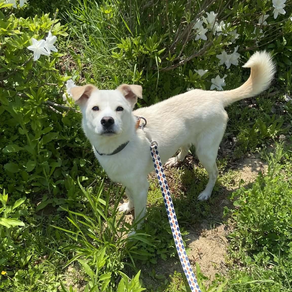 Quincy, ADOPTABLE, Young Male Jindo.