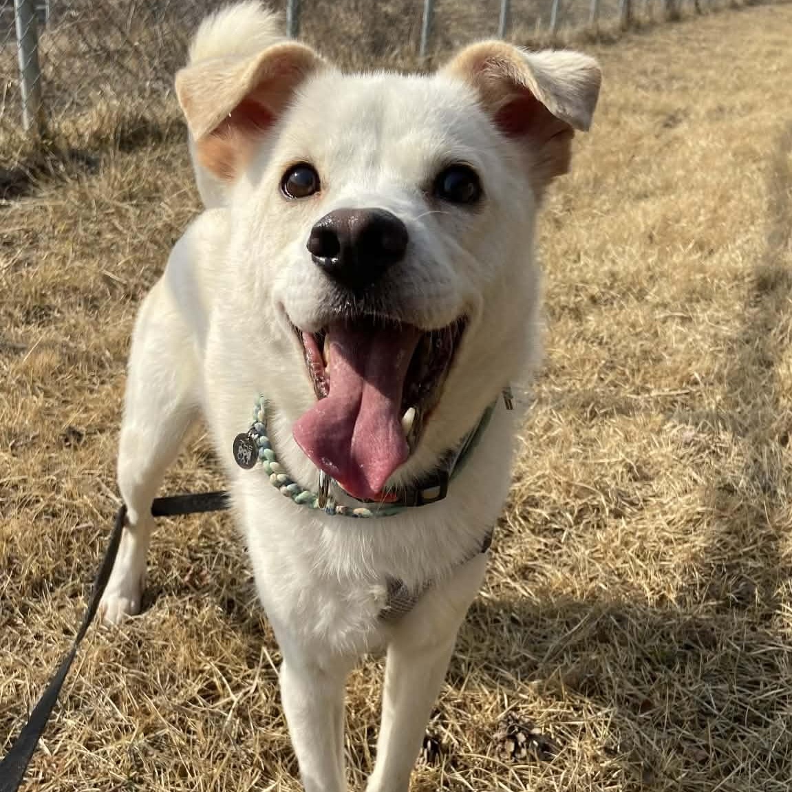 Quincy, a ADOPTABLE Jindo in Wakefield, RI image 2/6