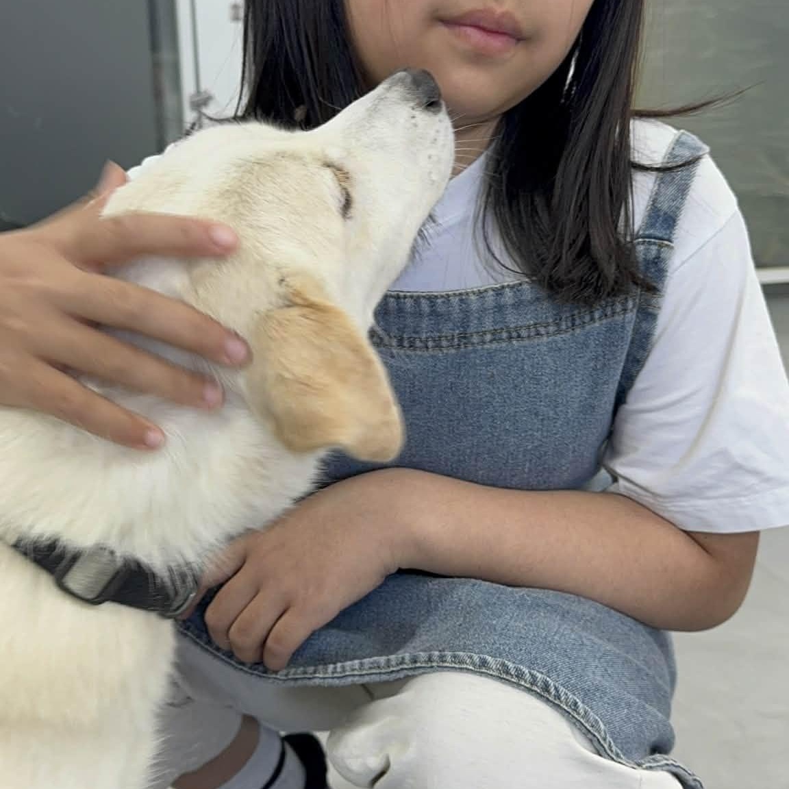 Quincy, a ADOPTABLE Jindo in Wakefield, RI image 6/6