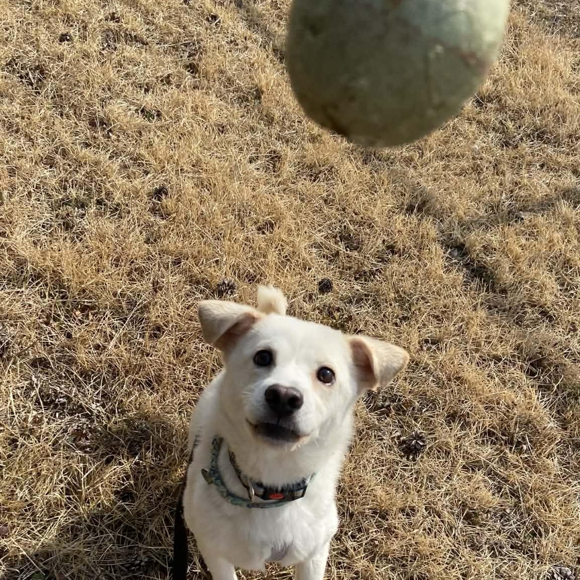 Quincy, a ADOPTABLE Jindo in Wakefield, RI image 3/6