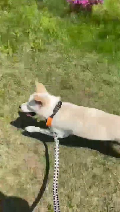 Enlarge Quincy, a ADOPTABLE Jindo in Wakefield, RI video 4/6