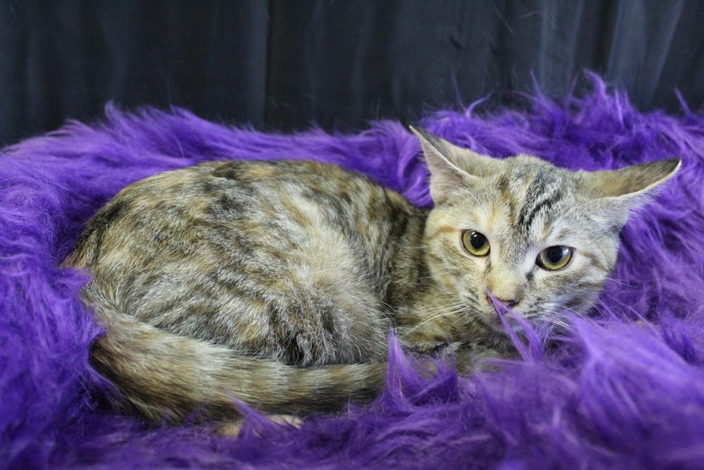 Enlarge Tamarin, a Adoptable mixed breed in Yuma, AZ image 1/2