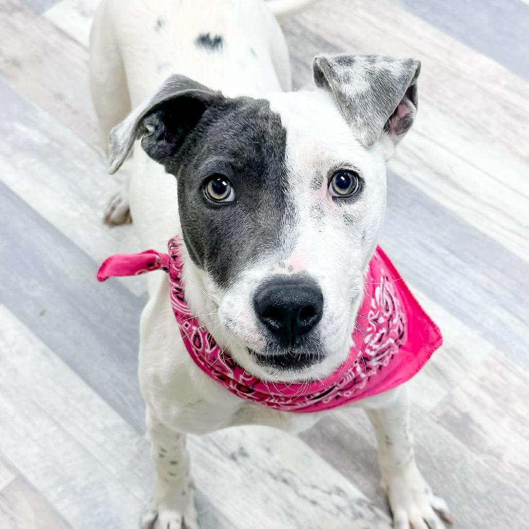 Enlarge Fidget, a Adoptable Mixed Breed in Lufkin, TX image 1/4