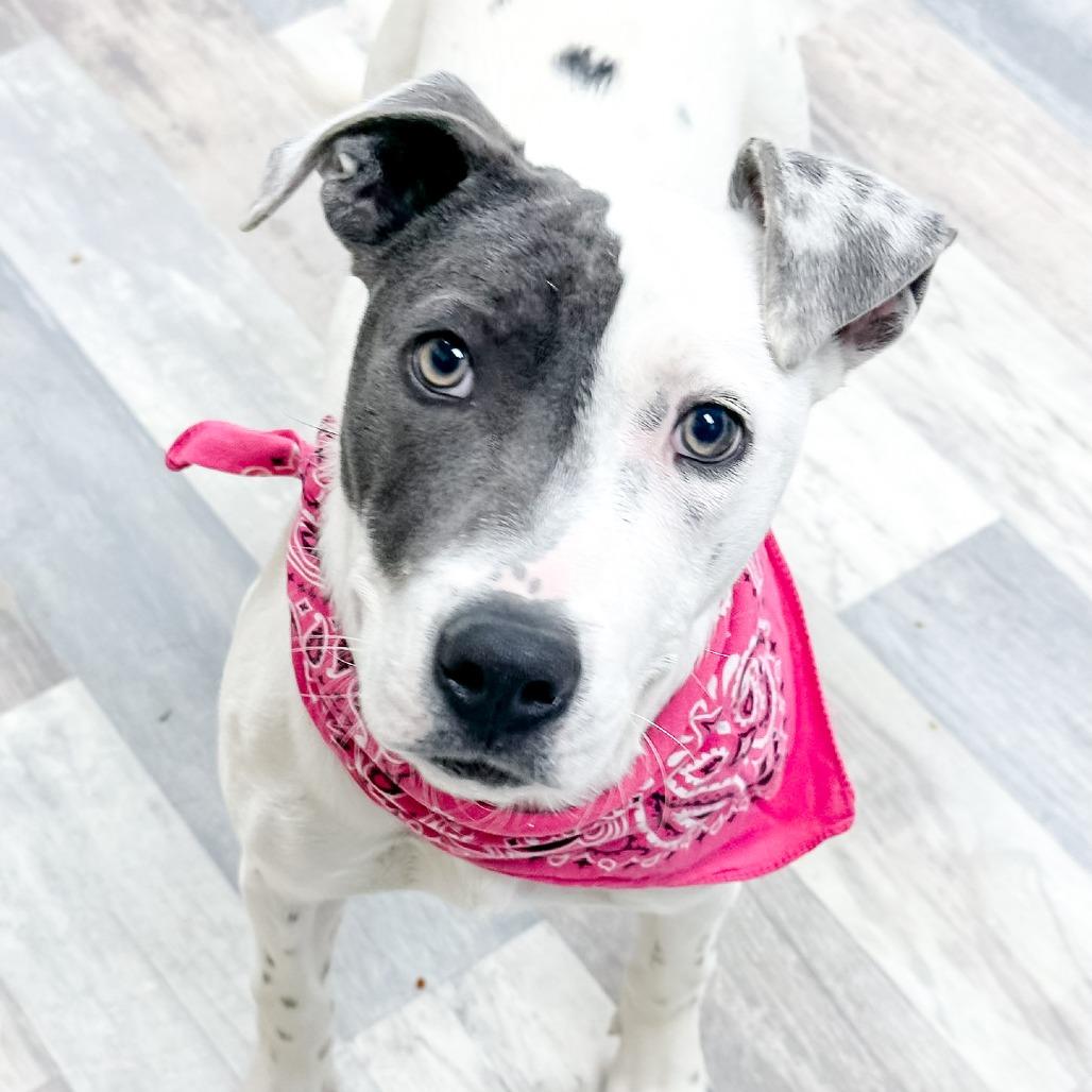 Enlarge Fidget, a Adoptable Mixed Breed in Lufkin, TX image 3/4