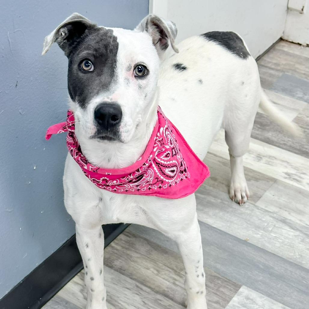 Enlarge Fidget, a Adoptable Mixed Breed in Lufkin, TX image 4/4