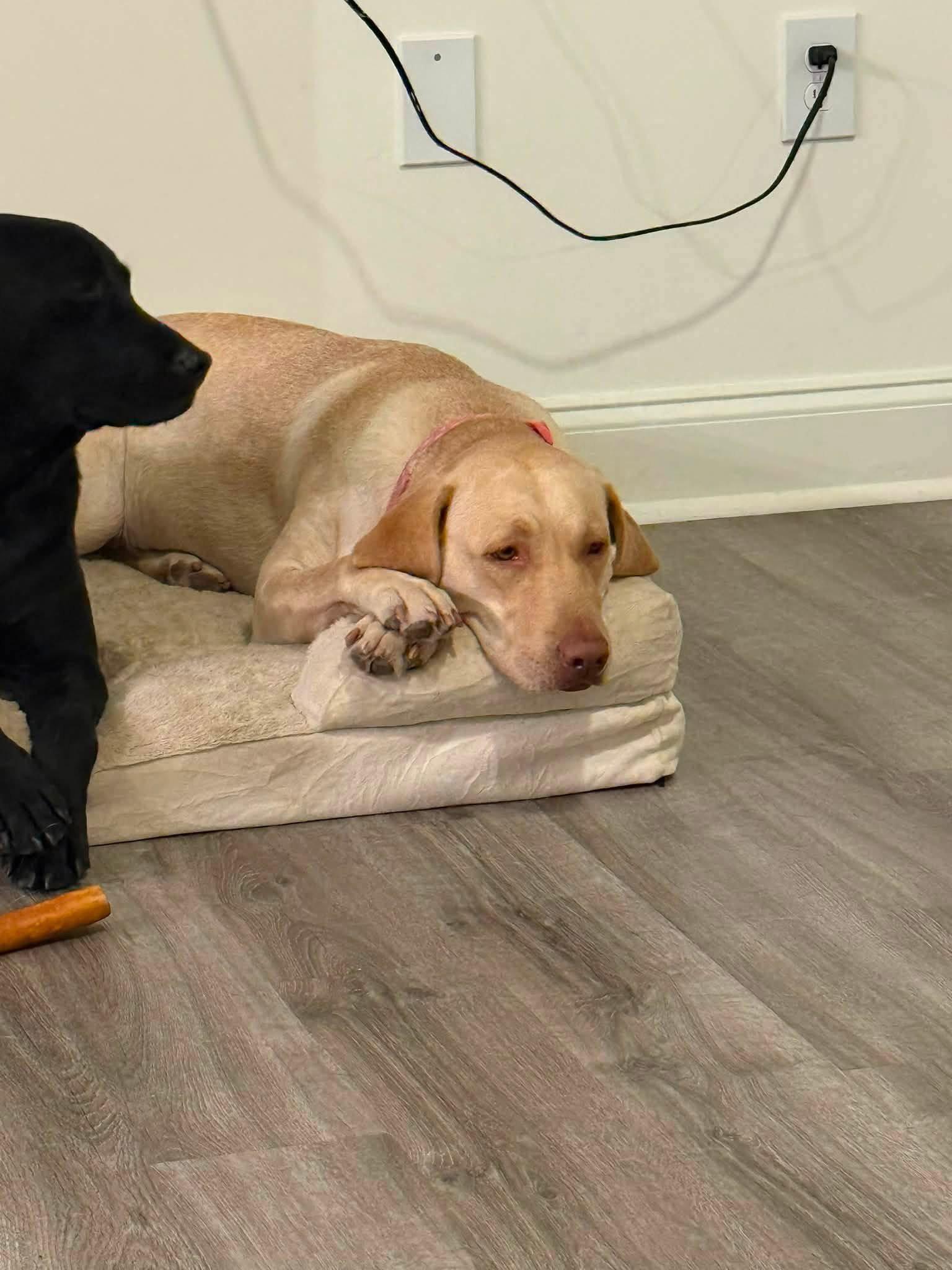 Bailey and Callie, Adoptable, Young Female Mixed Breed.