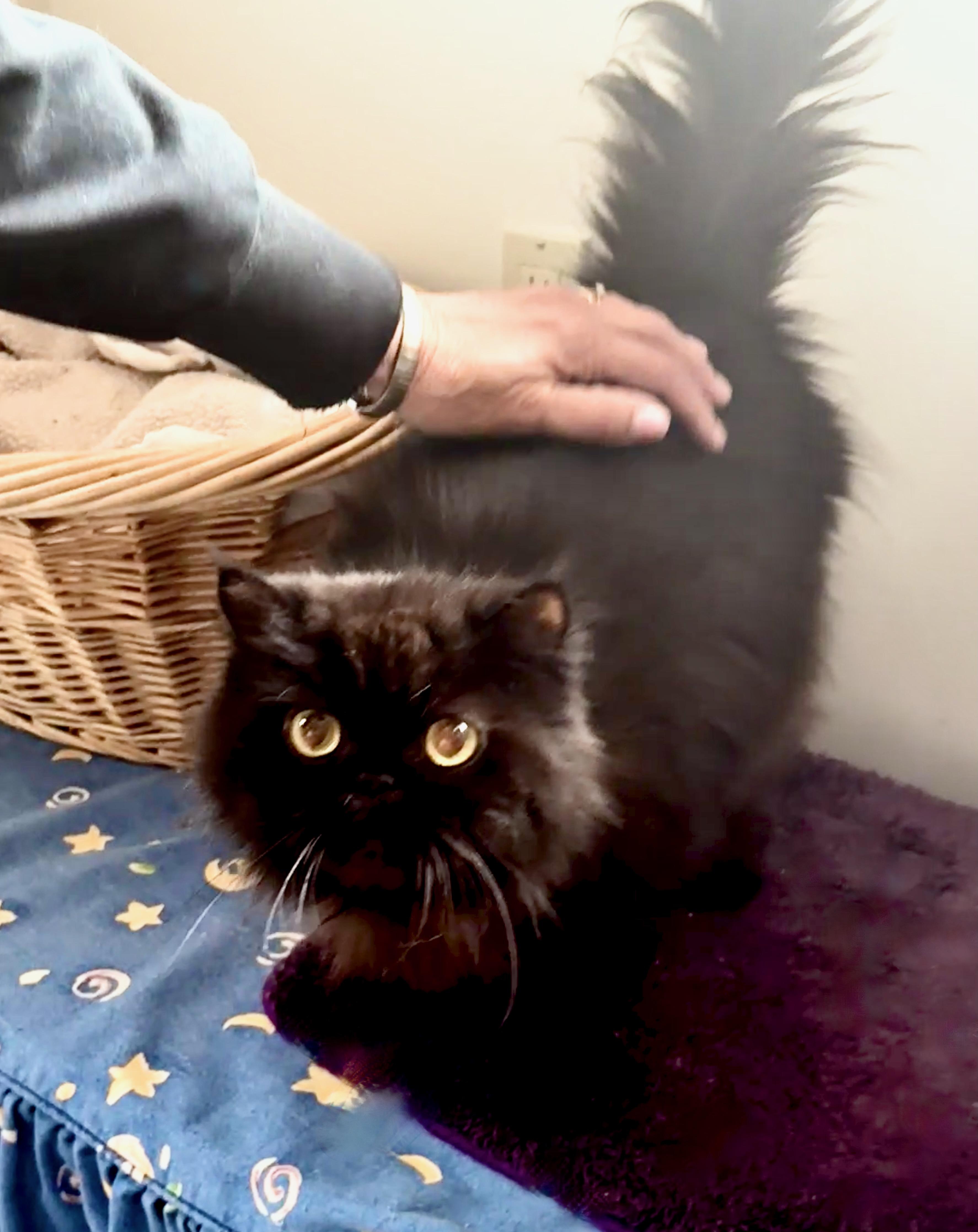 Enlarge Midnight (Olivia), an adopted Persian in Davis, CA image 2/2